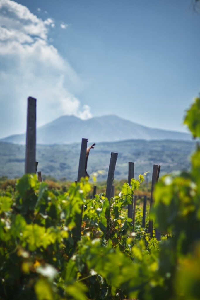 View of a lush Sicilian vineyard with the smoking crater of Mount Etna in the background, captured during the Riding into the Lava MTB tour.