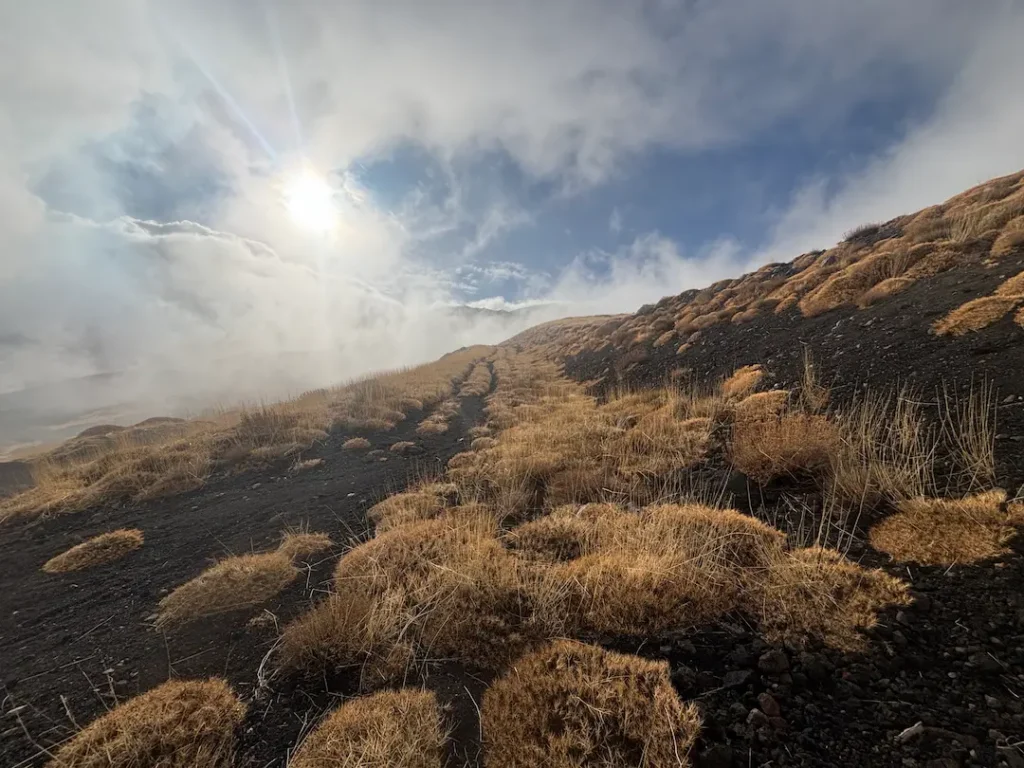 Mountain bikers riding through an enchanted forest on Mount Etna, with deep volcanic sand trails and centuries-old trees under a bright sky